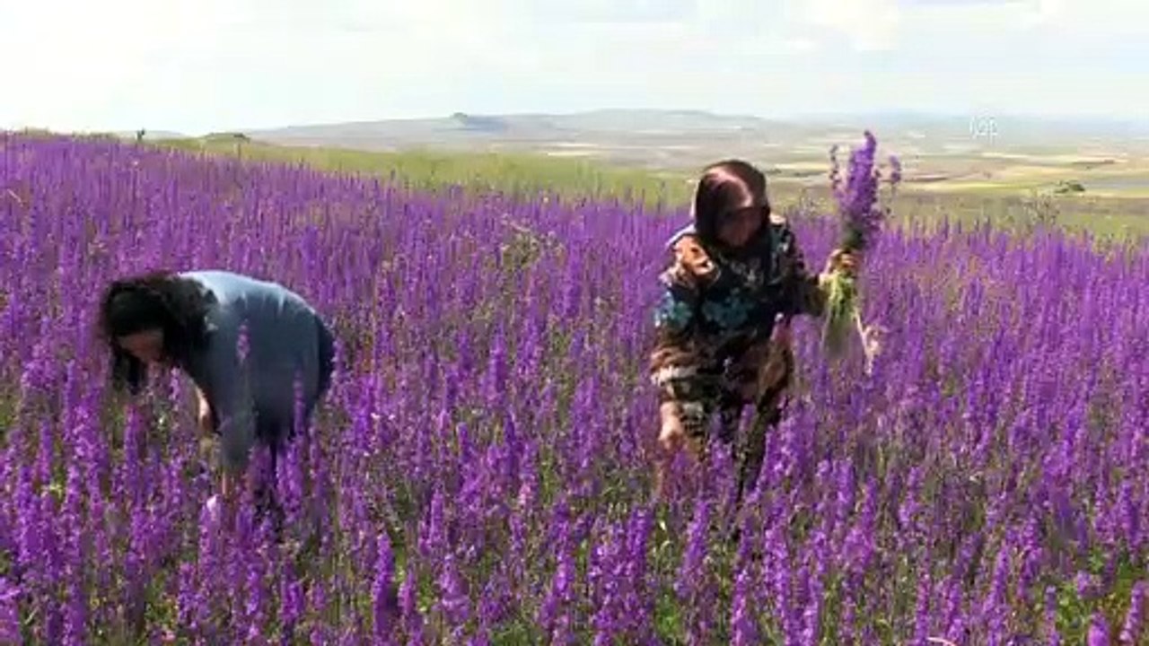 Tarlalarda açan rengarenk çiçekler görsel şölen sunuyor - YOZGAT