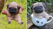 Top Cute Baby Bulldog Videos - Funny and Cute French Bulldog Puppies 2019 #122 _ Dogs Awesome