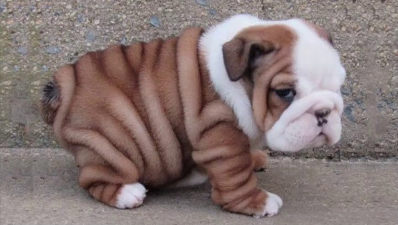 Cute baby hot sale bulldogs