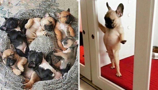 Funniest Bulldog Puppies Ever Seen - Funny and Cute French Bulldog Puppies 2020 #1