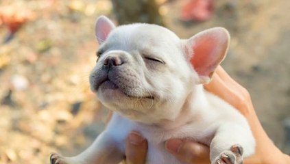 French Bulldogs Are Awesome - Funny and Cute French Bulldog Puppies 2020 #4