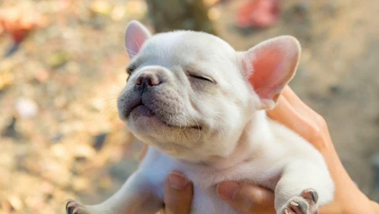 French Bulldogs Are Awesome - Funny and Cute French Bulldog Puppies 2020 #4