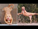 Best Amazing American Bullies - Funny and Cute American Bully Compilation 2020 #4