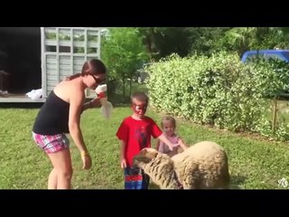 Try Not To Laugh Watching Funny Animals Compilation | Funniest Animals  p 4