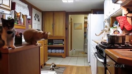 Funniest Cat Jumps Fails!! Part 2