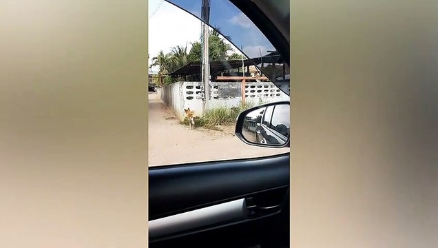 Dog nervously plucks up the courage to leap onto garden wall to get back into home