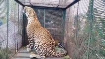 आईआईटी सिमरोल में तेंदुआ पिंजरे में हुआ कैद