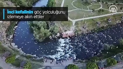 İnci kefalinin göç yolculuğunu izlemeye akın ettiler