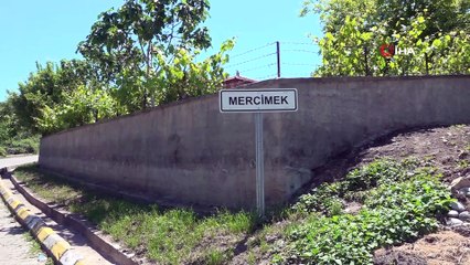 Bir hayal üzerine yola çıktı, 13 dönümlük araziye 11 bin lavanta dikti