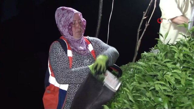 Sıcak hava ve nemden bunalan Rizeliler çareyi çayı akşam toplamakta buldu