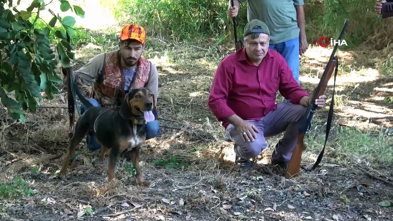 Ar-Ge bahçesine dadanan domuzlar için sürek avı