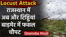 Locust Attack : Rajasthan के Barmer में  टिड्डियों का हमला, फसलों को भारी नुकसान | वनइंडिया हिंदी