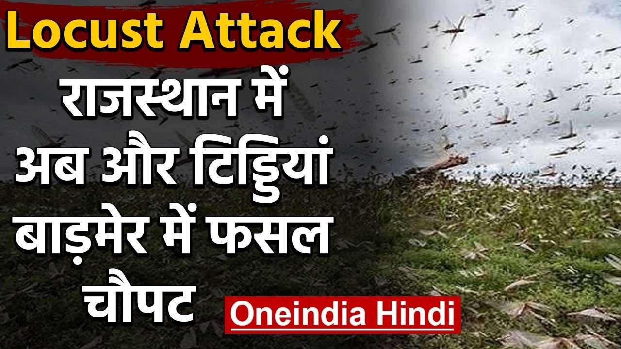 Locust Attack : Rajasthan के Barmer में  टिड्डि...