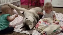 Las bebés gemelas malvadas hostigan a su gigantesco perro y el husky siberiano aguanta