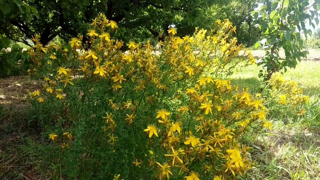 Kantaron otu sarı kantaron bitkisi otunun faydaları yararları nelerdir