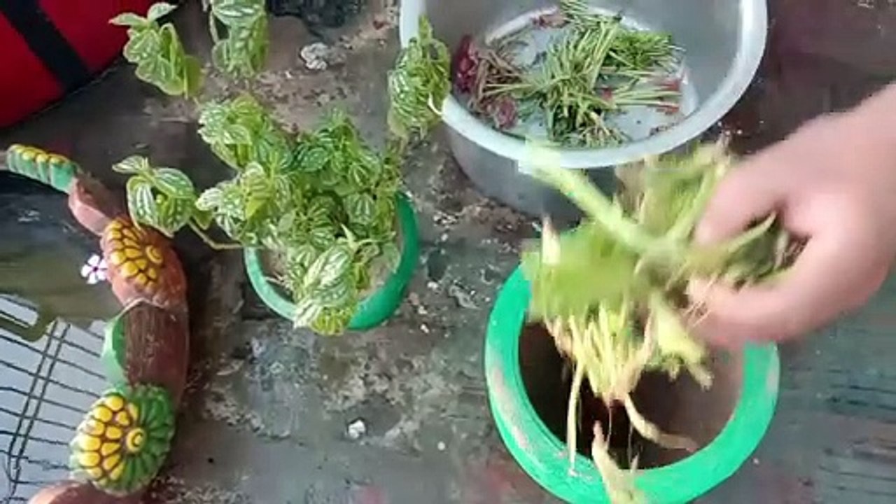 Super Easy Method Of Plant Transplanting in a Pot! रोपाई क बाद पौधे अब नहीं मरेंगे