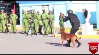 Salute to an Indian Army Dogs...भारतीय सेना के कुत्तों को सलाम