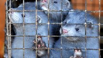 Dutch minks culled after farmers infected with coronavirus