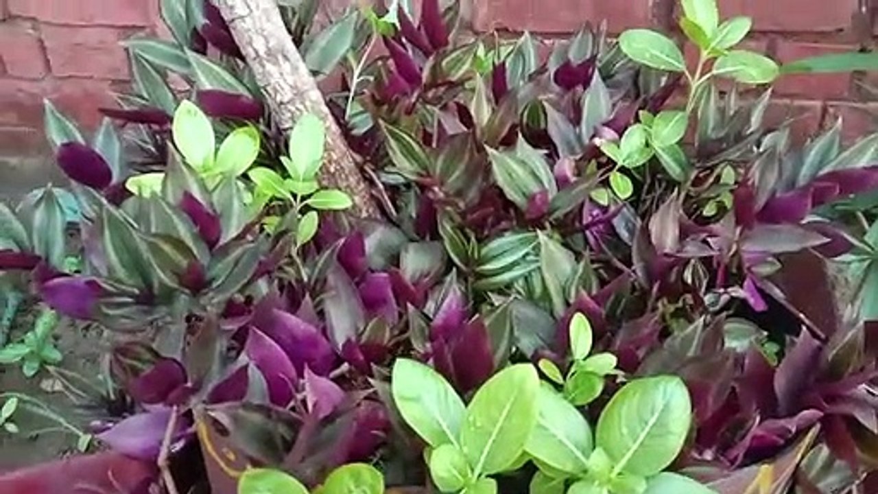 How to Start Gardening With Out Money|| Home Planter|| No Cost Gardening|| Gardening For Beginners