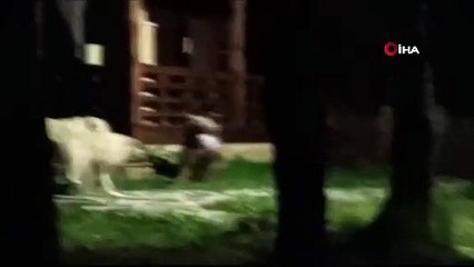 Uludağ’da yaban hayat böyle görüntülendi