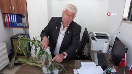 Bolu’da, binlerce dönümlük tarım arazisinde kök boğaz çürüklüğü hastalığı başladı