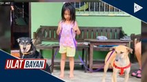 Mga nasagip na aso sa isang rescue center, pwede nang i-adopt sa pamamagitan ng online