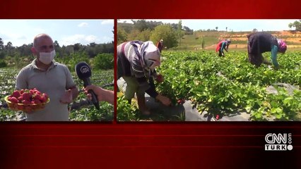 Son dakika: Vali Hanım Çileği üreticinin yüzünü güldürdü | Video