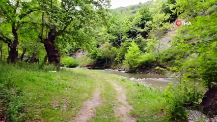 Samsun'a Kurulacak 'Şifa Ormanı' Orta Doğu'da Tek Olacak