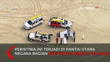 Peselancar Australia Tewas Diserang Hiu Berukuran 3 Meter