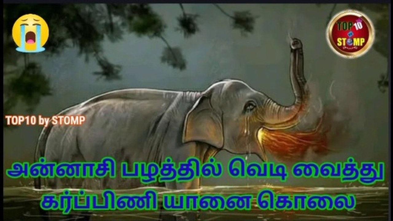 Pregnant elephant died | Pineapple filled with crackers