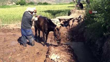 Gercüşlü çiftçiler pirinç ekimi için hazırlıklara başladı