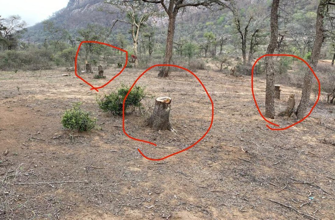 अवैध शराब की भटिट्यों के लिए हरे पेड़ों की ली ज...