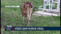 Viral, Sapi Kurus Milik Dinas Peternakan Aceh