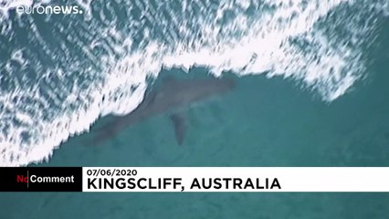 Australia: Great white shark kills surfer off New South Wales coast