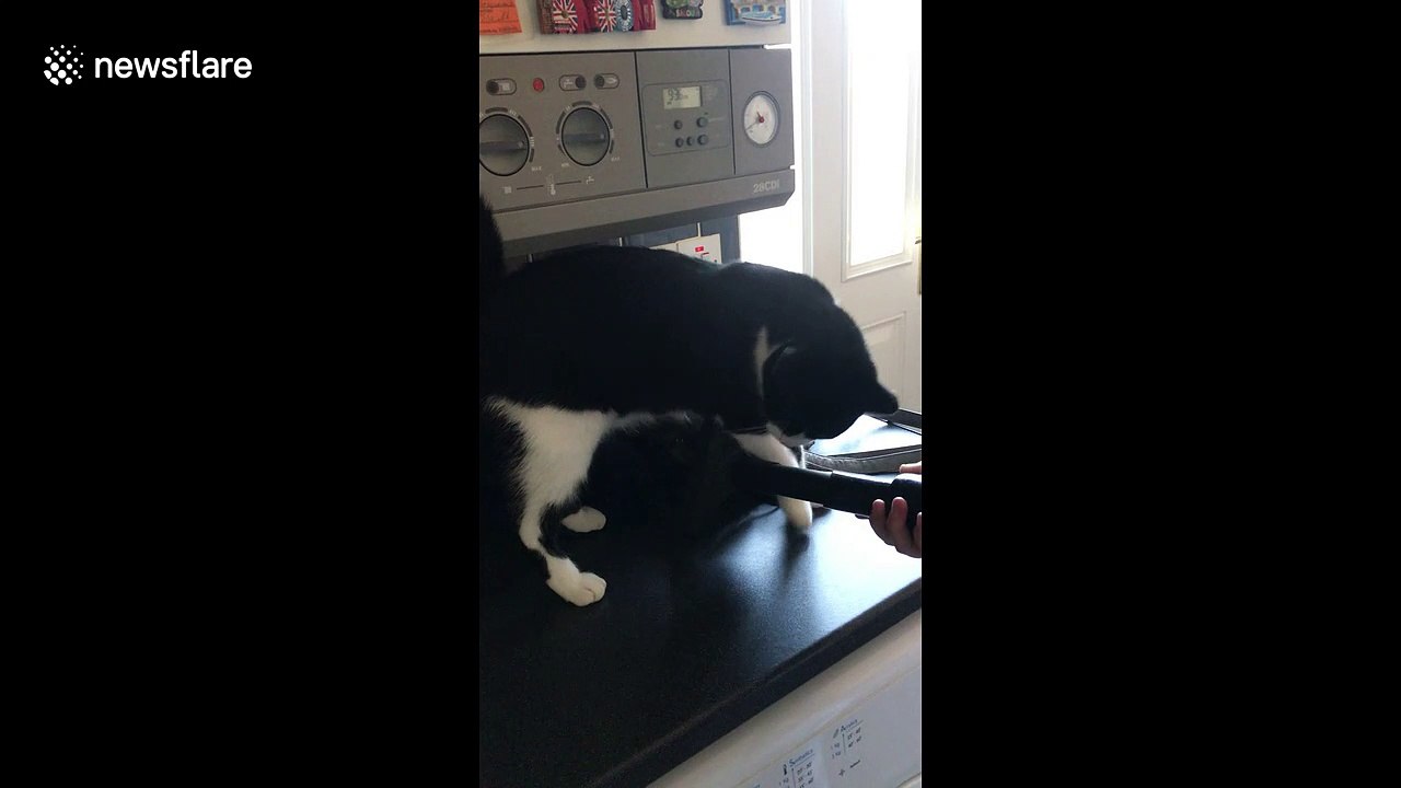 This cat just LOVES to be hoovered