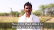 Indian farmers battle huge locust invasion
