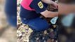 Alevlerin arasında kalan kaplumbağa, itfaiye ekiplerince kurtarıldı - MUĞLA