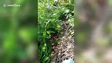Cobra released back into jungle after being caught in Thailand home