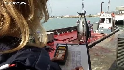 Dans le sud de l'Espagne, seuls les thons remercient le Covid-19