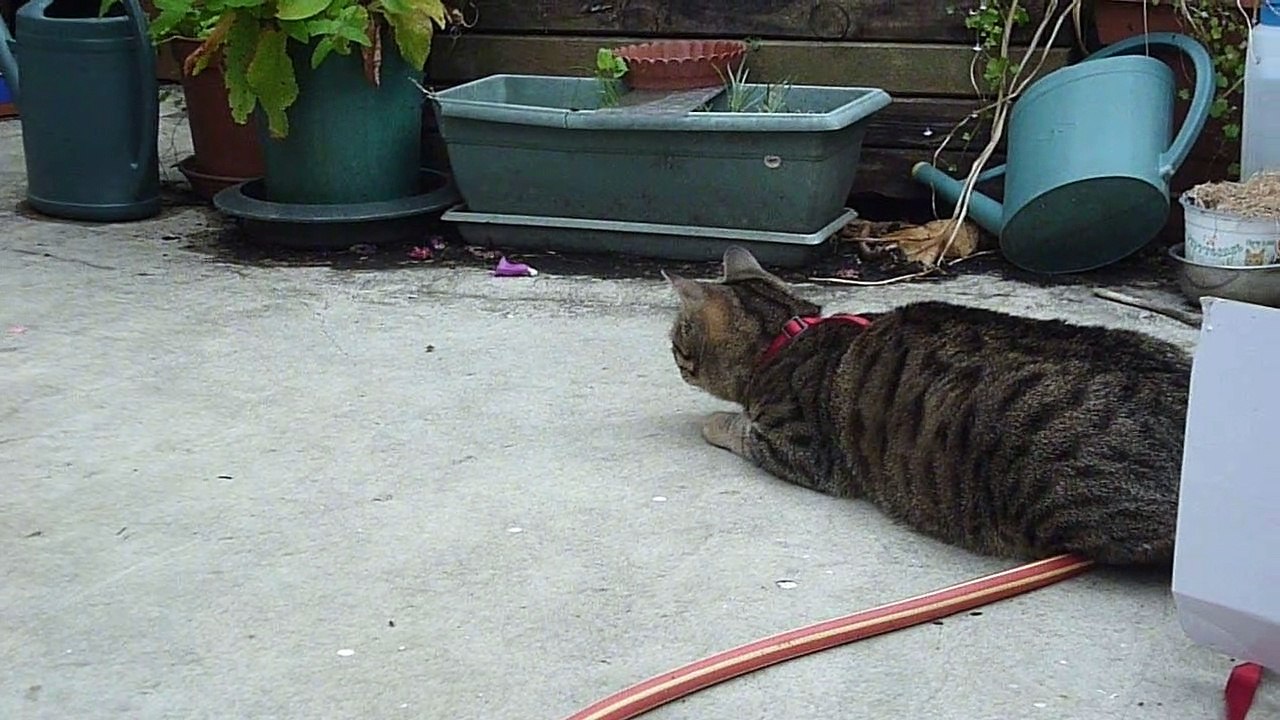 2020-06-07 chat Petitcoeur observe une mouche