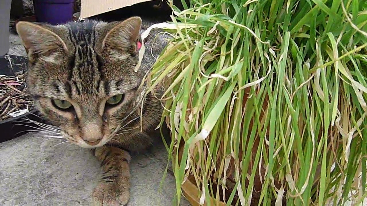 2020-06-07 le chat Petitcoeur mange son herbe dans son carton