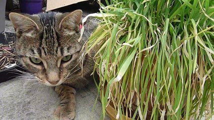 2020-06-07 le chat Petitcoeur mange son herbe dans son carton
