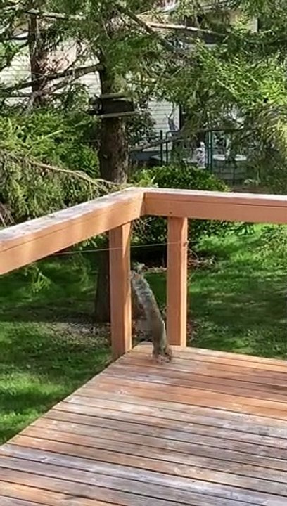 Determined Squirrel Walks Tight Rope for Peanut