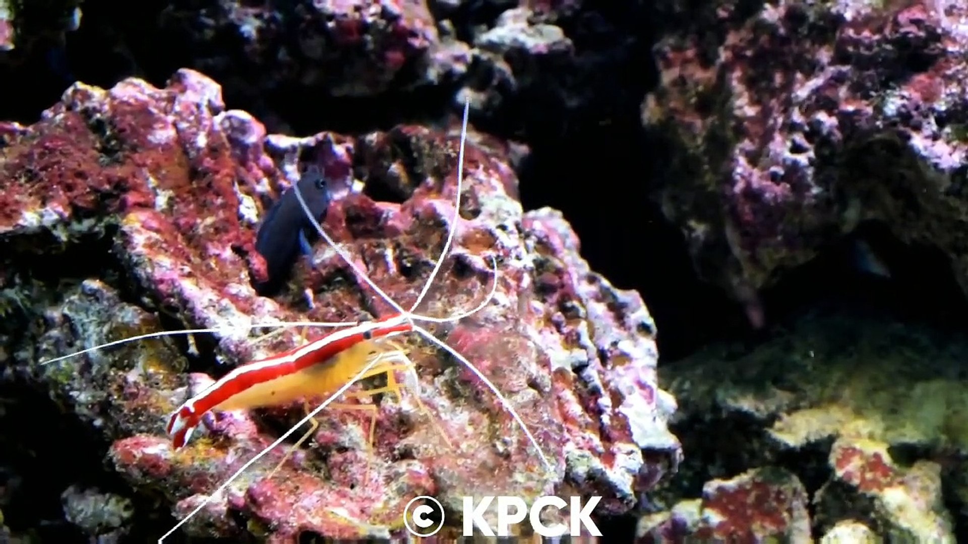 ⁣Aqua Meditation Music Video - Relaxing Meditation Music YouTube, Under Sea Water View - Sleep Video 