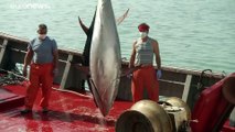 Restaurants zu, keine hungrigen Touristen - wie Covid-19 der Thunfischsaison in Spanien zusetzt