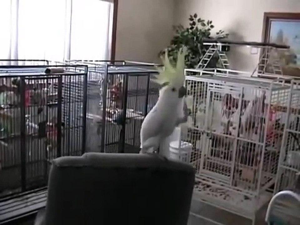 Un perroquet fan de Queen - Another one bites the dust