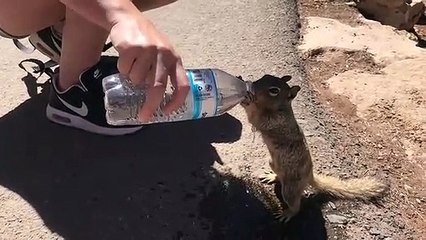 Un écureuil assoiffé demande de l'eau à un touriste au Grand Canyon