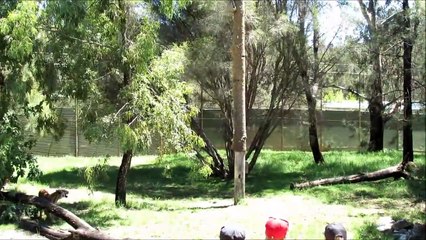 Voilà pourquoi une clôture de 3m ne suffit pas pour l'enclos des tigres