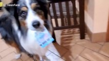 Dog flawlessly performs tablecloth trick with money under champagne flutes