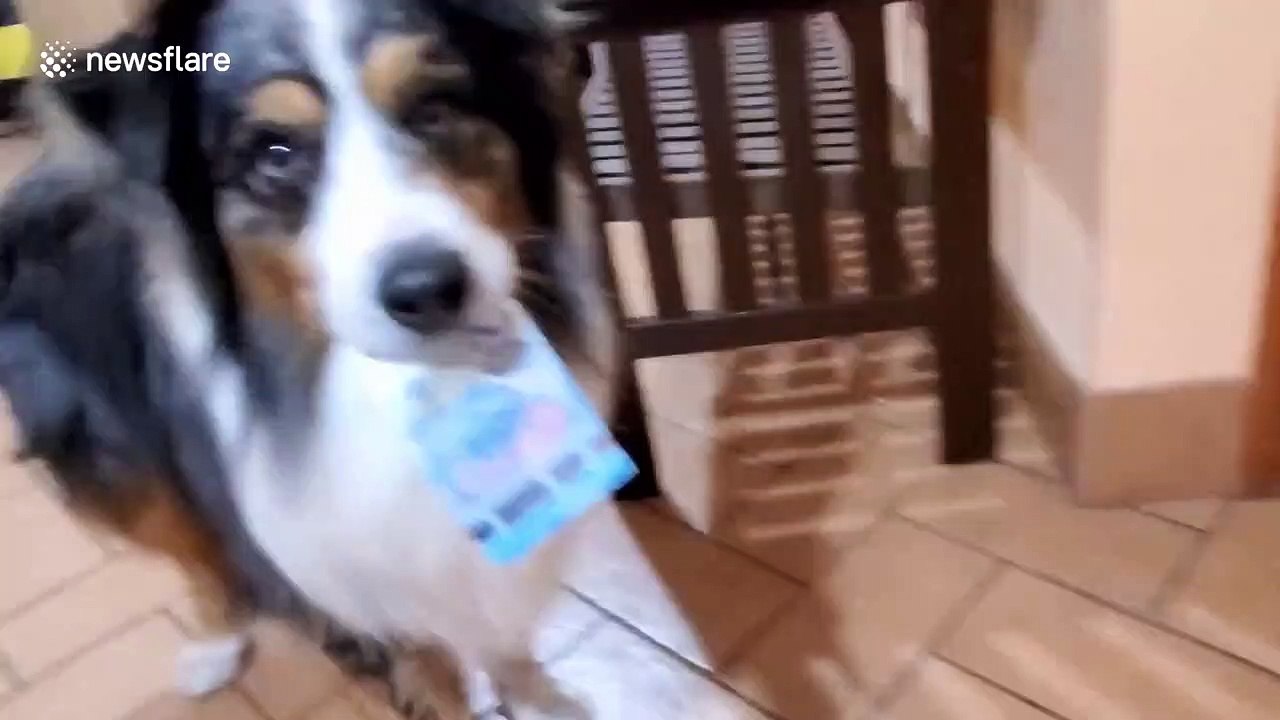 Dog flawlessly performs tablecloth trick with money under champagne flutes